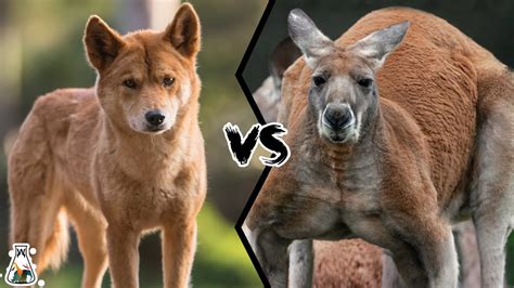 kanga vs dingo